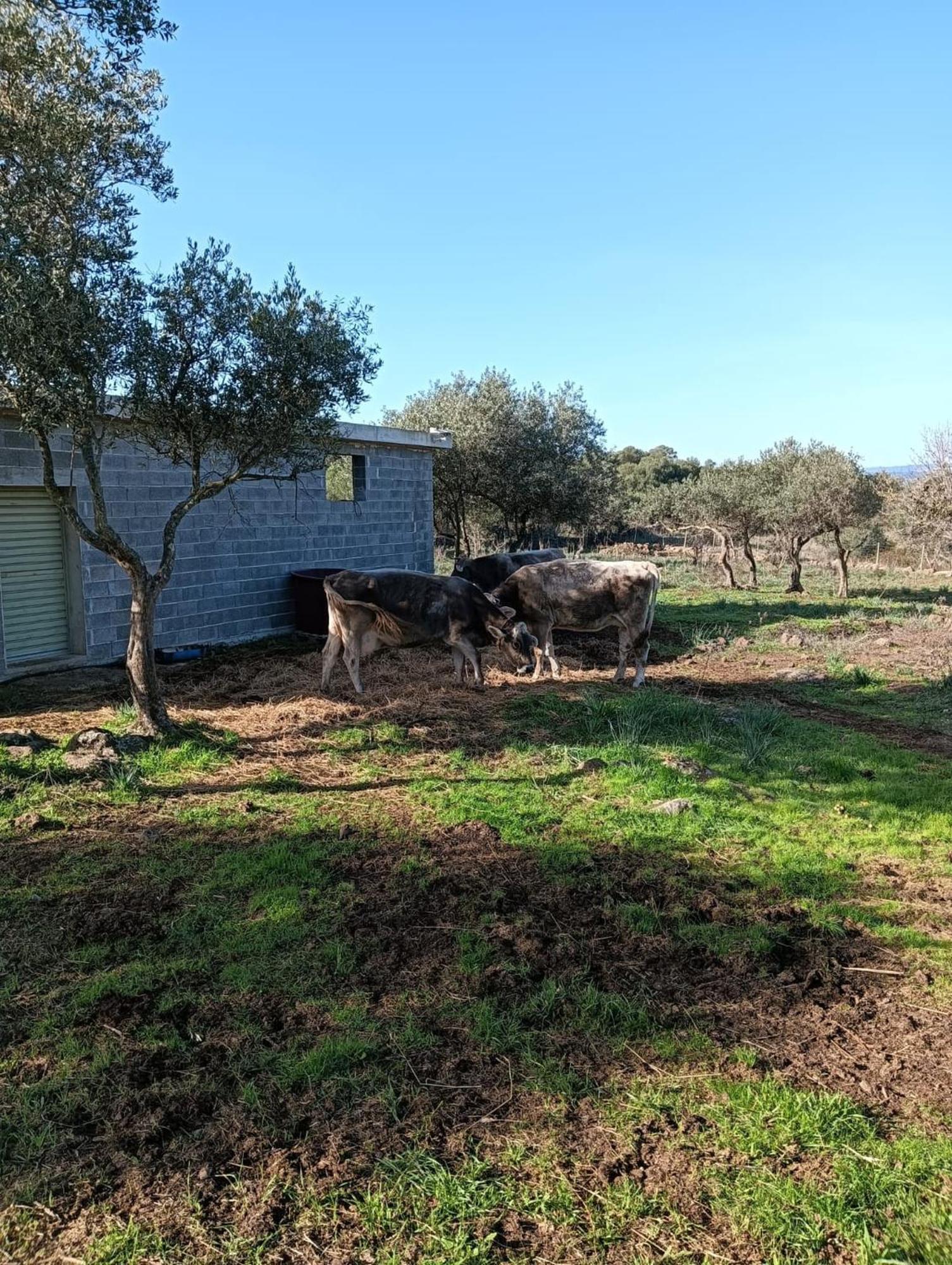 Farmhouse La Croisette - Agriturismo Dorgali Extérieur photo